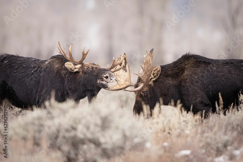 Stampa su tela Group of moose engaging in a battle with their impressive antlers amidst a snowy