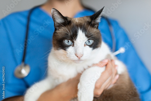 Cropped Shot Of Nurse Holding Domestic Cat In Vet Clinic