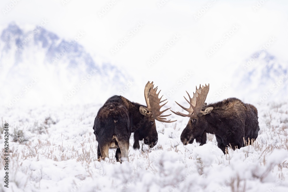 Φωτογραφία Group of moose engaging in a battle with their impressive antlers amidst a snowy