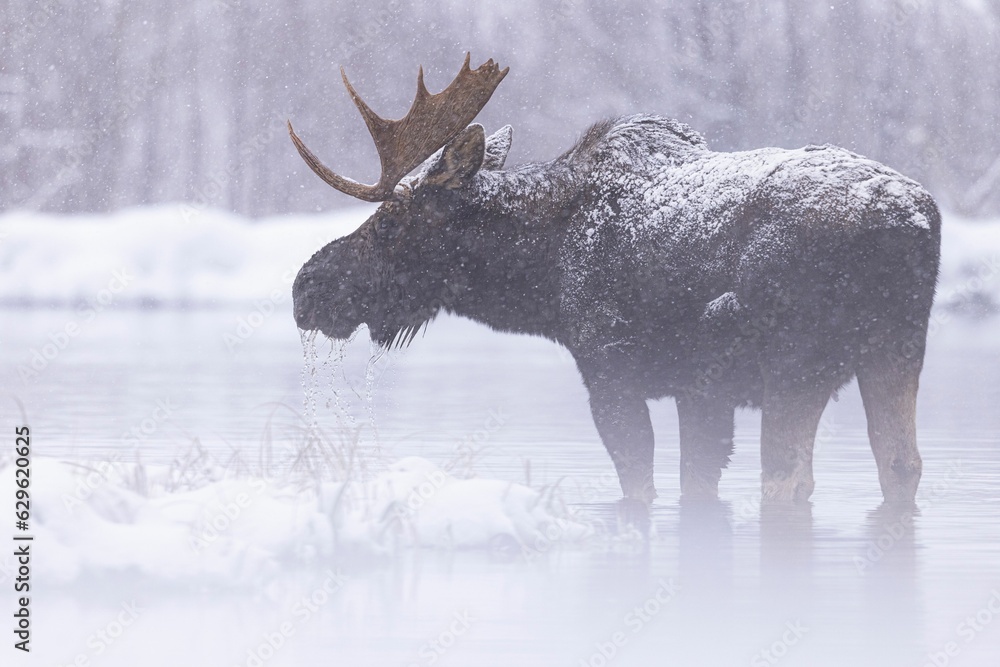 Φωτογραφία Majestic black moose stands atop a frozen lake blanketed in a layer of snow