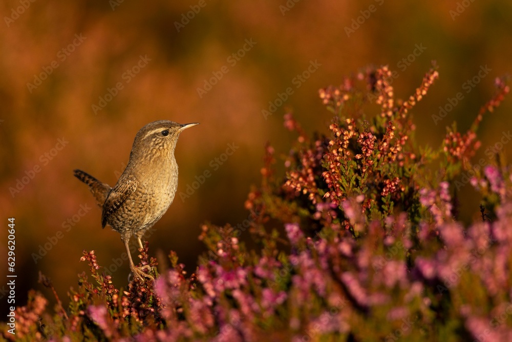 Φωτογραφία closeup of a small Eurasian wren  perched  atop a vibrant pink flower with a blu
