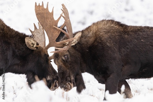 Fotomurale Group of moose engaging in a battle with their impressive antlers amidst a snowy