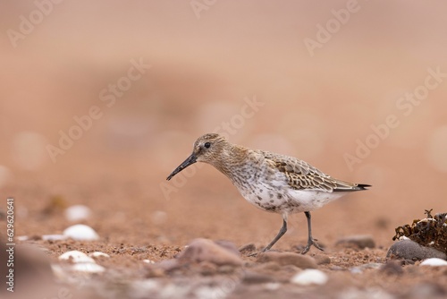 closeup of a small Dunlin perched atop ground  with a blurry background © Krishudds/Wirestock Creators