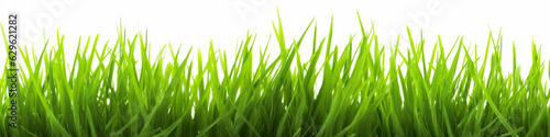 Green grass isolated on white background, field, grassland, solid fresh grass grows, generated ai