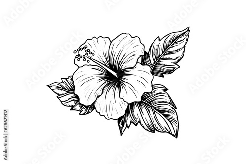 Hibiscus flowers in a vintage woodcut engraved etching style. Vector illustration.