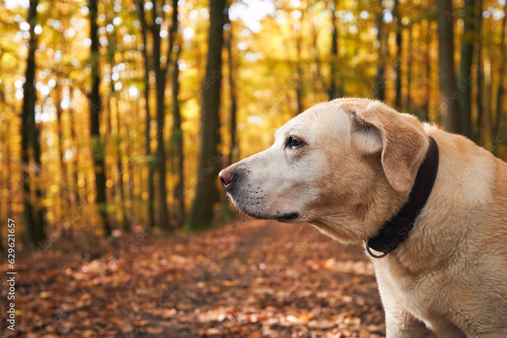 Dog during walk in autumn forest. Portrait of old yellow labrador retriever..