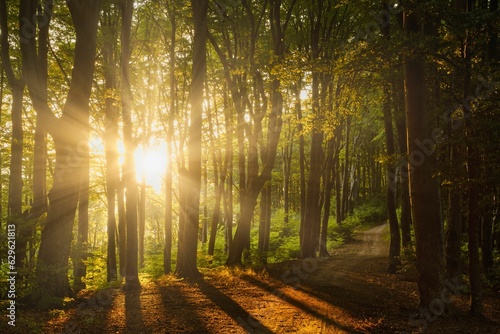 Fototapeta Naklejka Na Ścianę i Meble -  Scenic pathway in a lush forest, illuminated by bright rays of sunshine