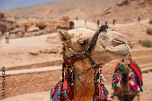 A portrait of an Arabic camel in Petra, Jordan
