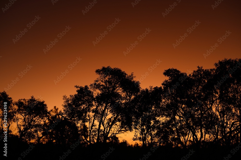 Tranquil sunset with silhouetted trees on the horizon, framed by a lush grassy field, Australia