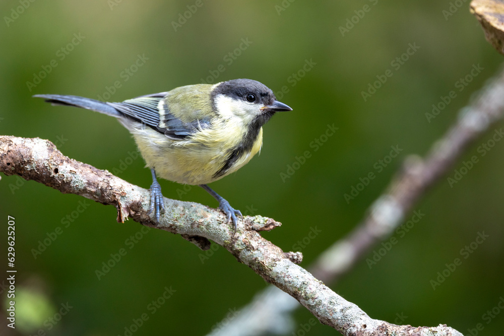 Fototapeta premium Kohlmeise (Parus major)