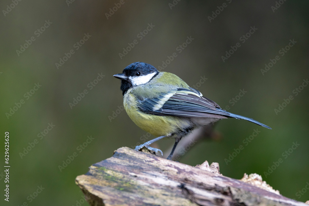 Obraz premium Kohlmeise (Parus major)