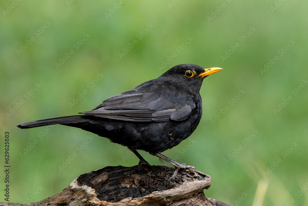 Amsel (Turdus merula) Männchen Amsel (Turdus merula) Männchen