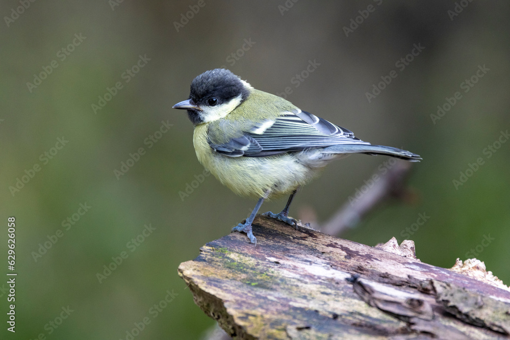 Kohlmeise (Parus major)