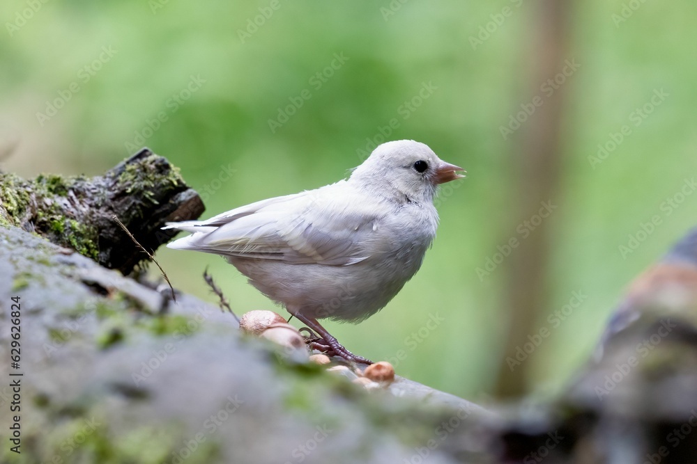 Closeup of a white bird perched on a tree in the forest