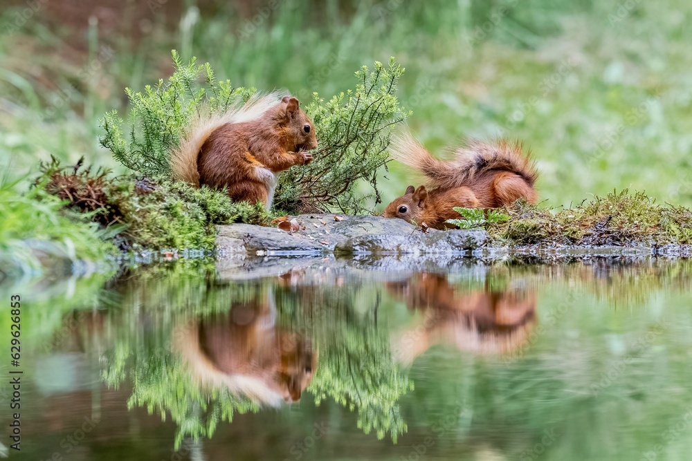 Fototapeta premium Selective focus shot of two red squirrels eating food by the water