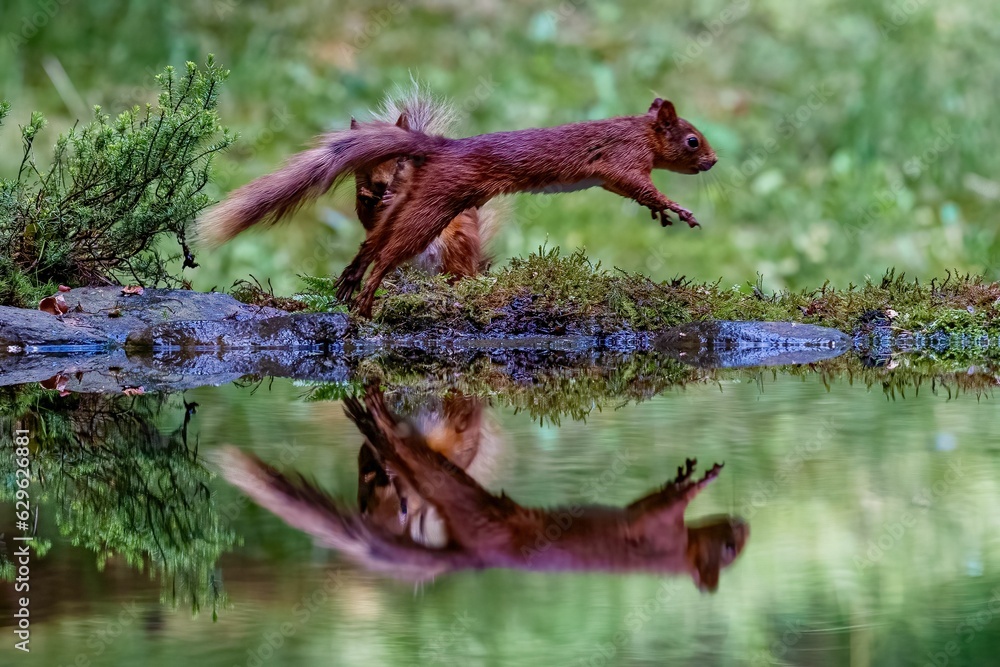 Fototapeta premium Selective focus shot of a squirrel with its reflection in the water