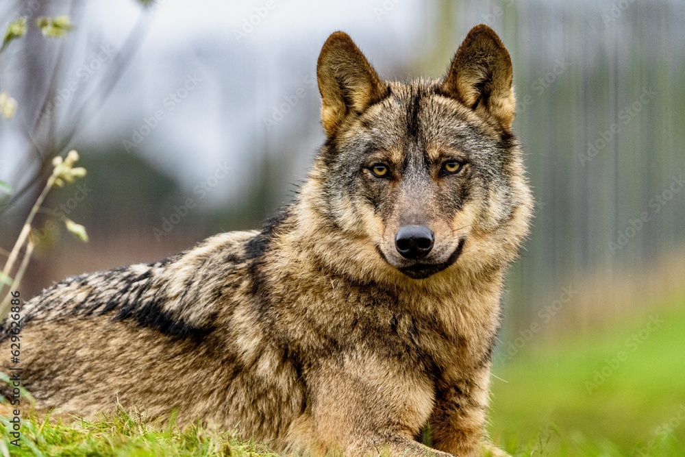 Fototapeta premium Wolf in its natural habitat