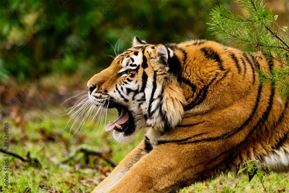 Obraz premium Majestic tiger in its natural habitat