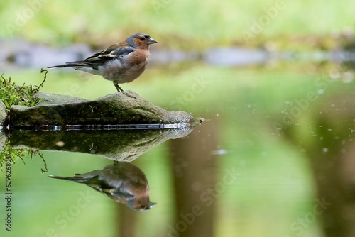 Finch with its reflection in the water