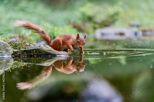 Selective focus shot of a squirrel with its reflection in the water © Wolfmancol/Wirestock Creators