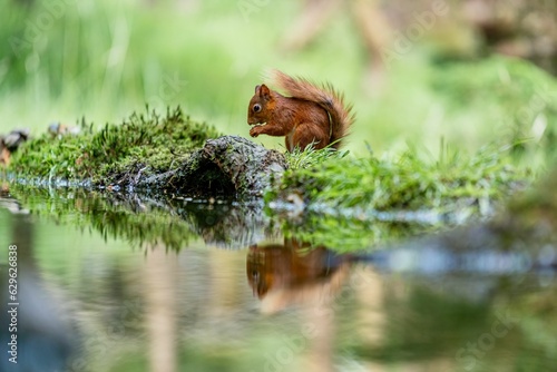 Selective focus shot of a squirrel with its reflection in the water © Wolfmancol/Wirestock Creators