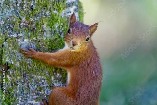 Closeup shot of a squirrel on a tree © Wolfmancol/Wirestock Creators