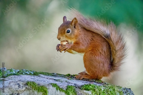Selective focus shot of a squirrel eating food