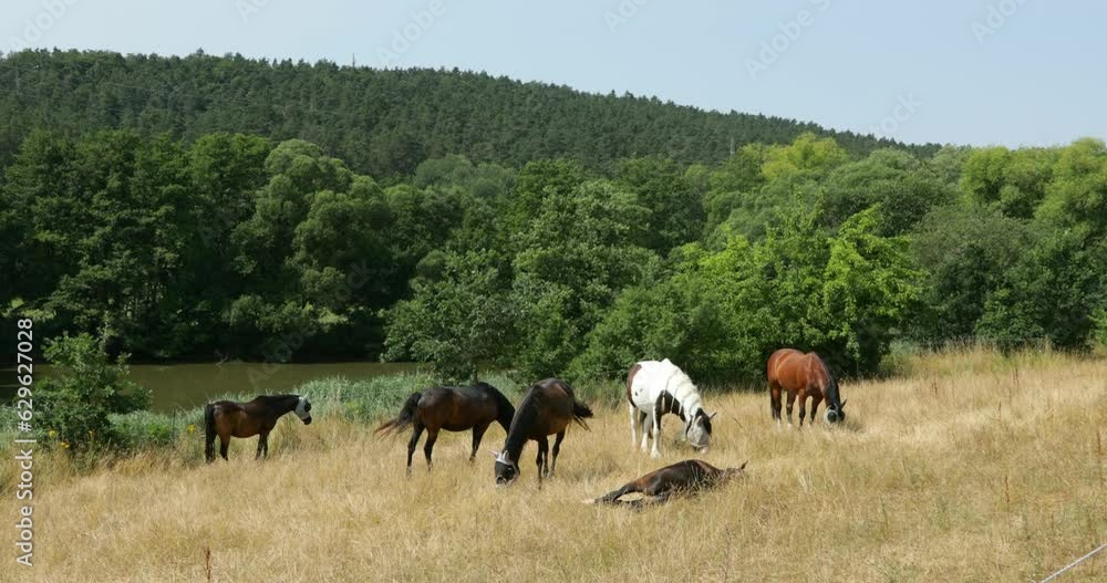 Horses grazing in a pasture, trees, forest, lake, Priesendorf, Upper Franconia, Bavaria, Germany, Europe Horses grazing in a pasture, trees, forest, lake, Priesendorf, Upper Franconia, Bavaria, Germany, Europe