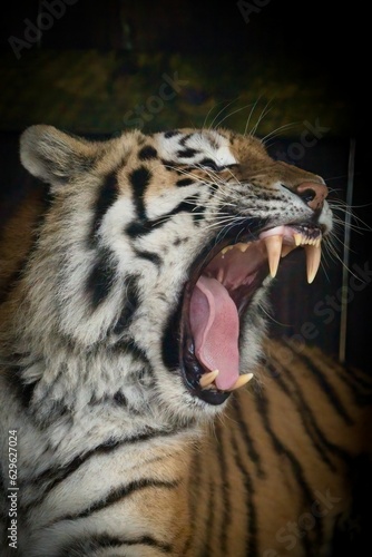 Tiger with its mouth wide open