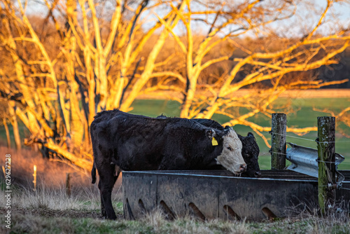 Black baldy lactating heifer drinking water