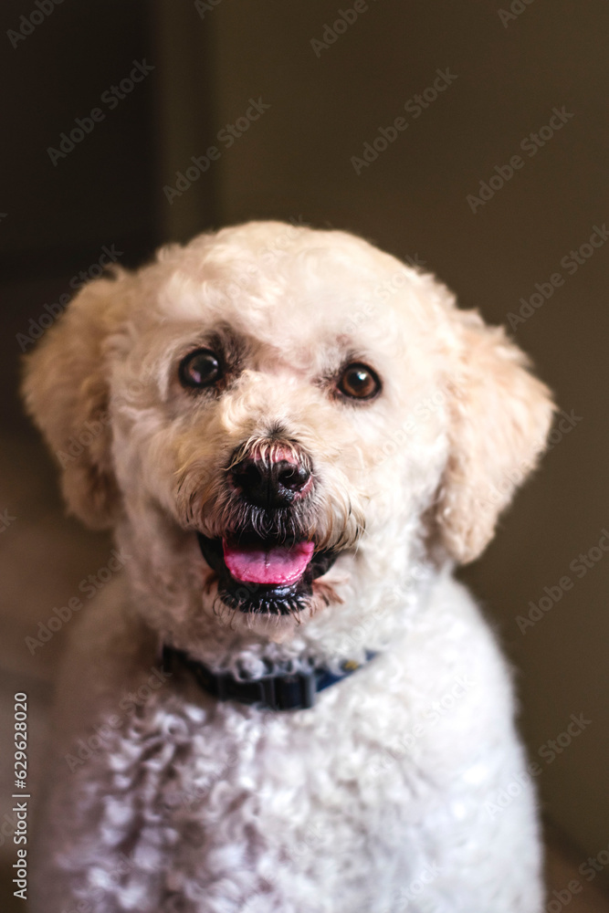 Portrait of a dog, poodle Portrait of a dog, poodle