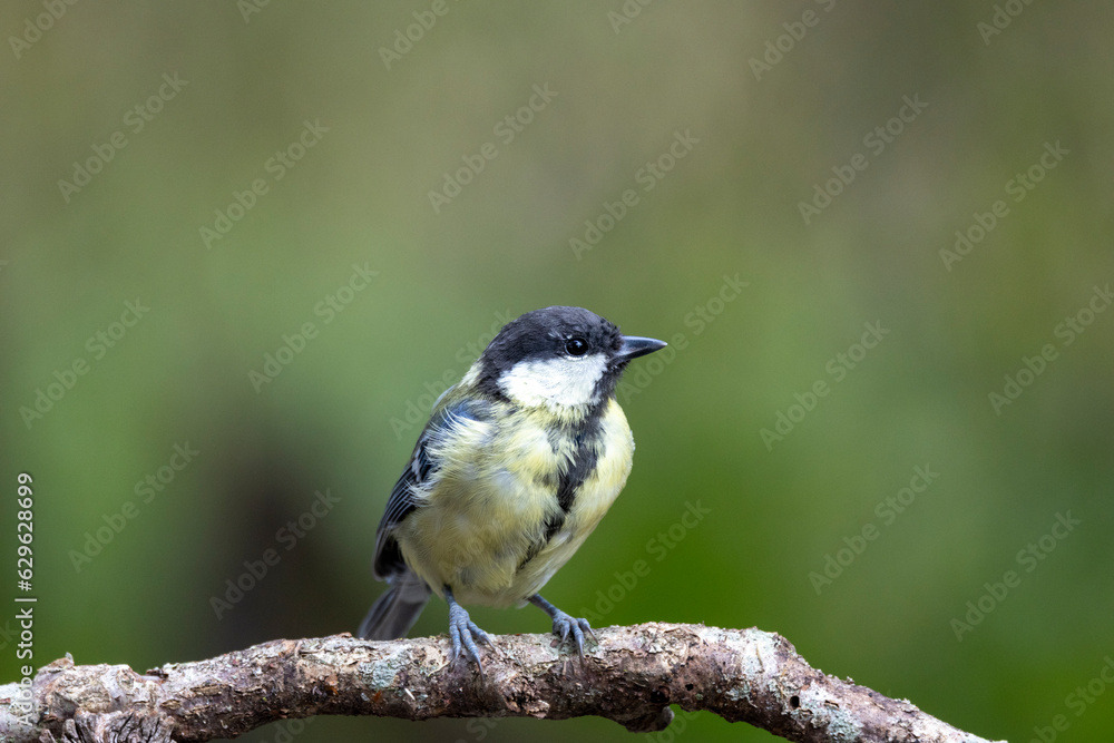 Kohlmeise (Parus major) Kohlmeise (Parus major)