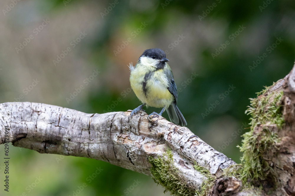 Obraz premium Kohlmeise (Parus major)