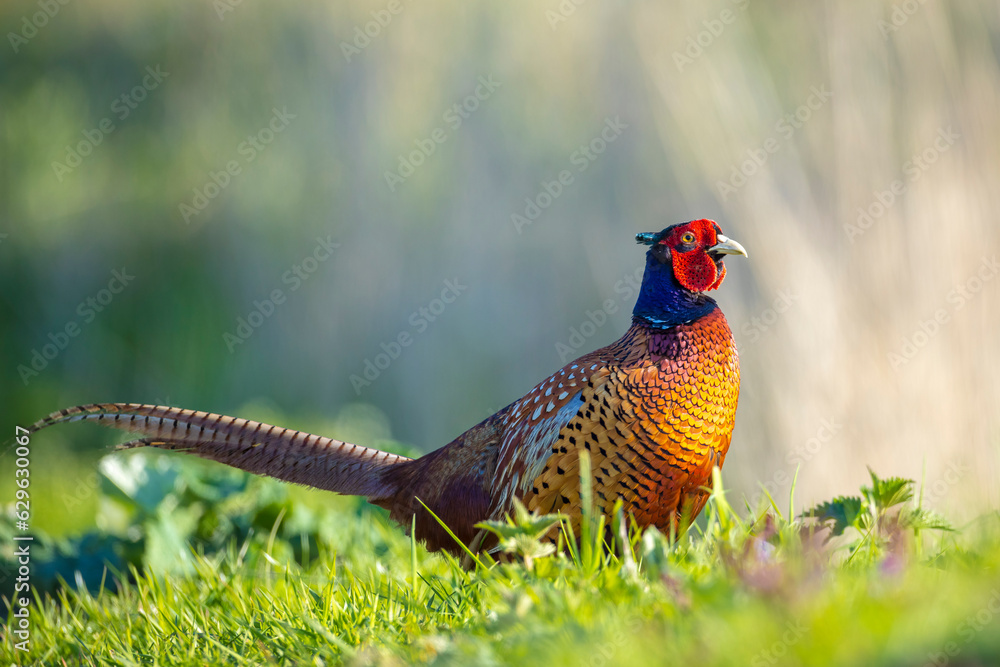 Fototapeta premium Male Pheasant Phasianus colchicus stepping