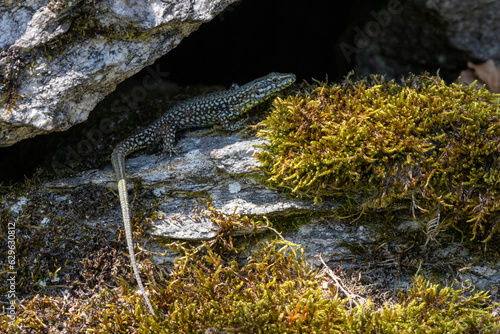 Mauereidechse (Podarcis muralis)