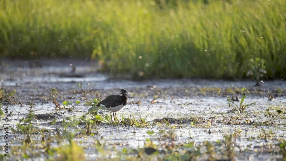 Northern lapwing (Vanellus vanellus), plumage care in the light of the evening sun on the wet meadow, Lower Saxony, Germany, Europe Northern lapwing (Vanellus vanellus), plumage care in the light of the evening sun on the wet meadow, Lower Saxony, Germany, Europe