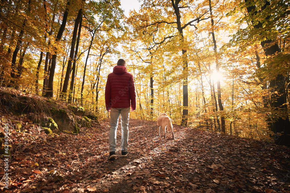Fototapeta premium Man with dog in autumn forest on sunny day. Rear view of pet owner during walk with his yellow labrador retriever..