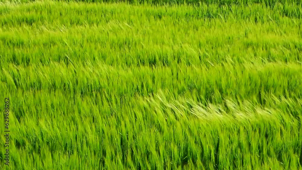 Growing crops sway in the wind in fields near Ystad, Scania, Sweden, Scandinavia, Europe Growing crops sway in the wind in fields near Ystad, Scania, Sweden, Scandinavia, Europe