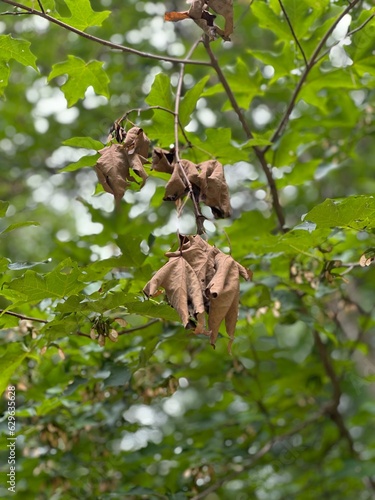 metamorfosis in autum photo