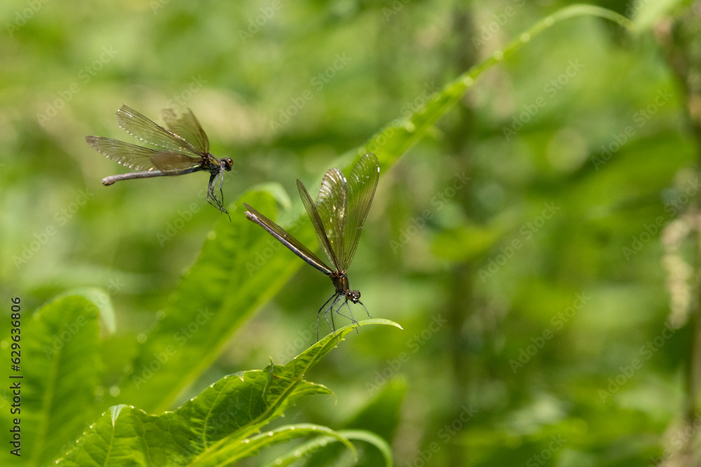 Blauflügel-Prachtlibelle (Calopteryx virgo) Blauflügel-Prachtlibelle (Calopteryx virgo)