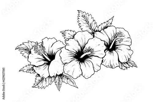 Hibiscus flowers in a vintage woodcut engraved etching style. Vector illustration.