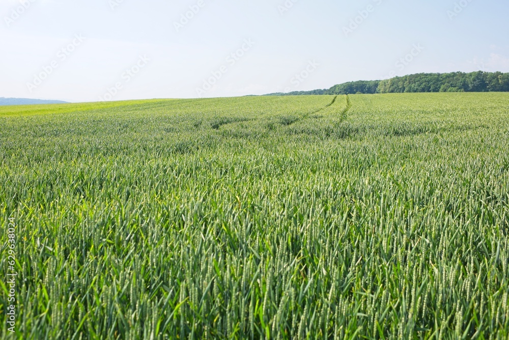 green nature landscapes in southern germany in summer green nature landscapes in southern germany in summer