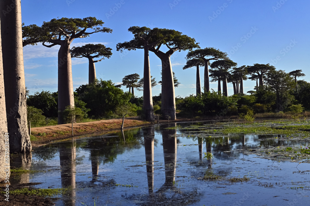 Baobabs forest, Baobab alley , Madagascar Baobabs forest, Baobab alley , Madagascar