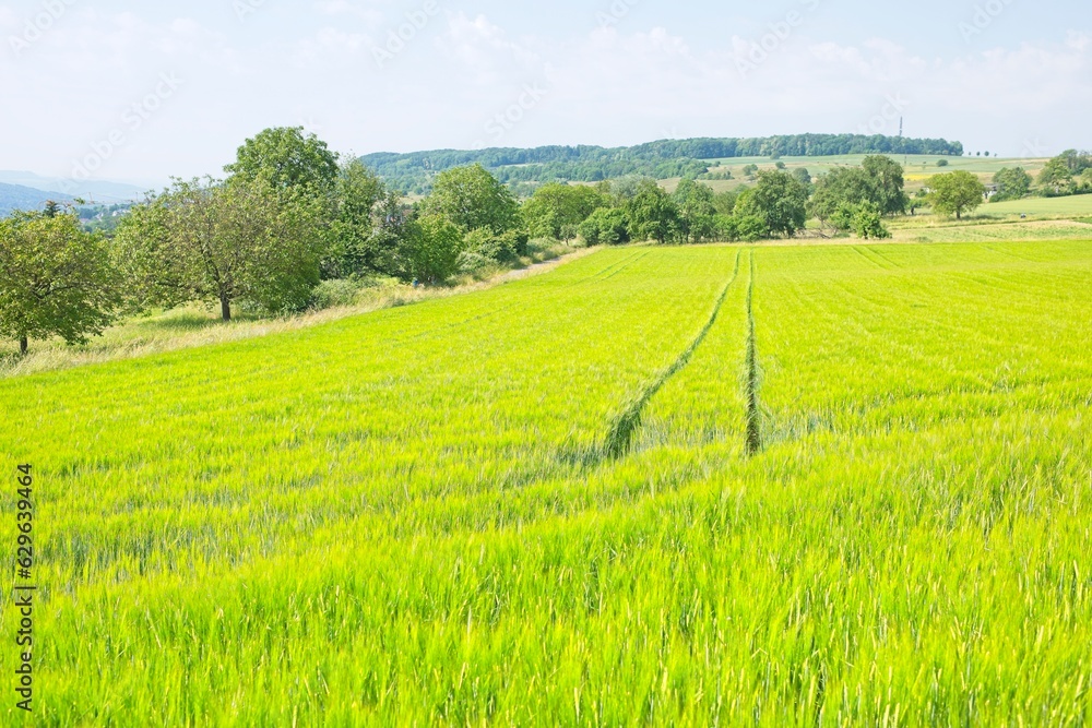 green nature landscapes in southern germany in summer 