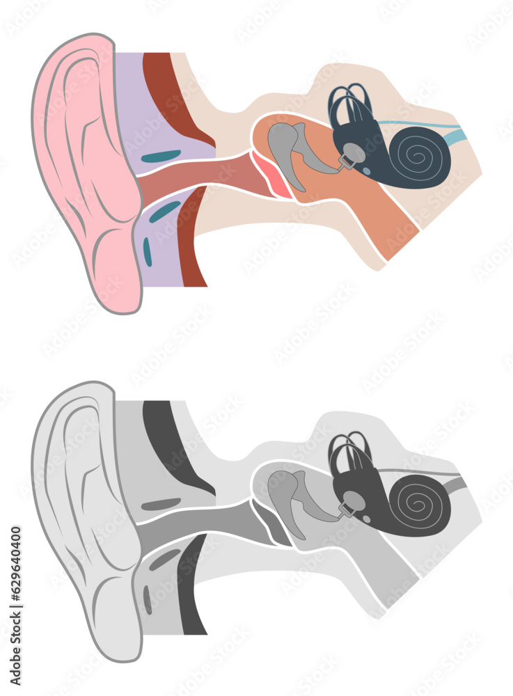 Human Ear Anatomy Vector Image Stock Vector Adobe Stock