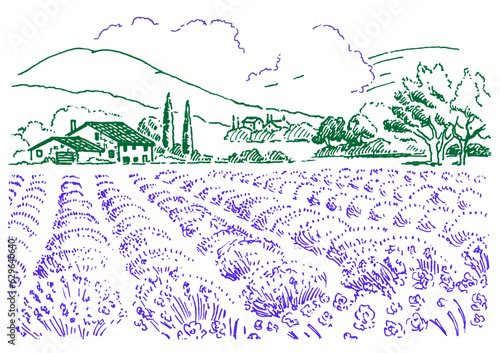 Rural landscapes. Meadow, lavender, farm. Landscape panorama of rural scenery pasture countryside. Vector drawing