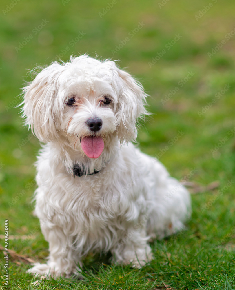 Lovely cheerful Maltese dog, pet, white puppy in garden, summertime.