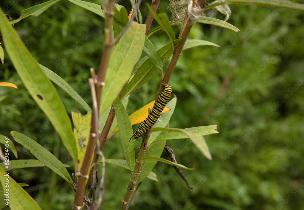 Ecosystem and biodiversity. Insects. Closeup view of a monarch butterfly caterpillar with black and yellow stripes, hanging to a plant stem.