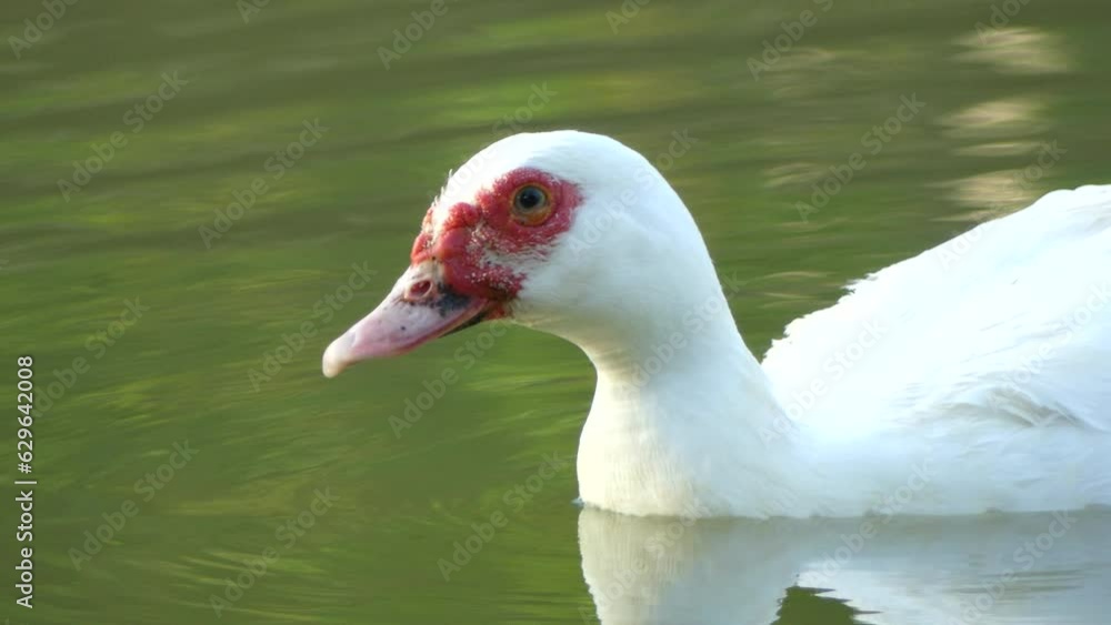 Muscovy duck red head duck swimming happily in natural pond sunlight Muscovy duck red head duck swimming happily in natural pond sunlight