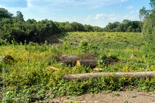 Illegal logging. Stumps and logs lie in a clearing in the forest after cutting down perennial trees. Violation of ecology photo